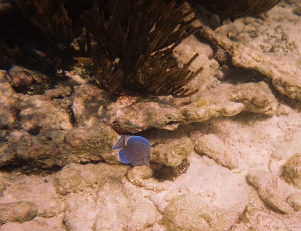 56- Un poisson chirurgien 